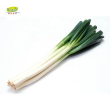 low price for fresh green Chinese onion manufacturer BRC